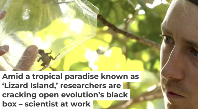 After gathering data on the captured anole, the team releases it back to the wild. Neil Losin/Day's Edge Prods.